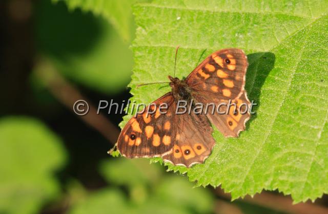 pararge aegeria.JPG - Pararge aegeriaTircisSpeckled woodLepidoptera, Nymphalidae, SatyrinaeFrance